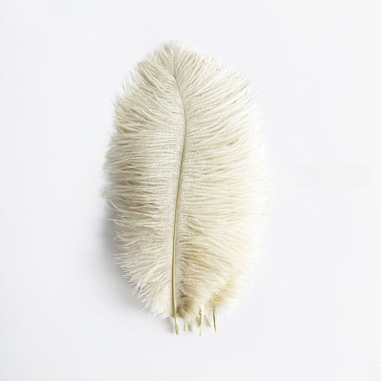 12 Pc Natural Plume Real Ostrich Feathers, DIY Centerpiece Fillers 24" - 26" Beige - YauSpark