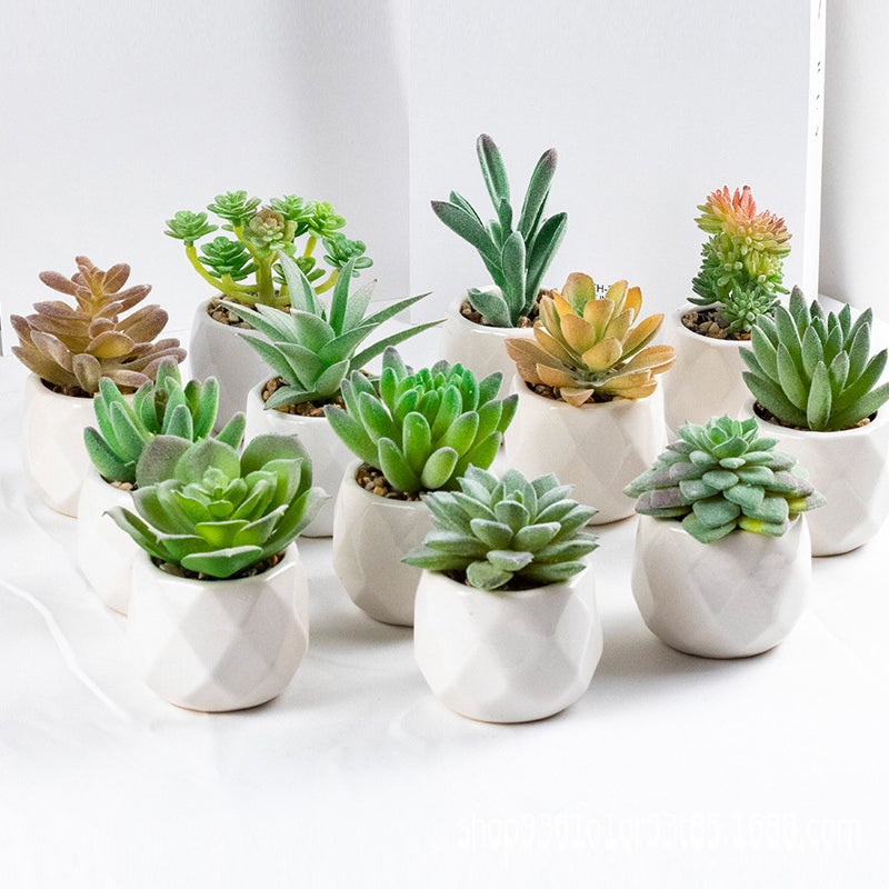 3 Pcs Mini Artificial Cerataceae in Ceramic Pots 3”