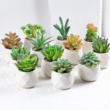 3 Pcs Mini Artificial Cerataceae in Ceramic Pots 3”