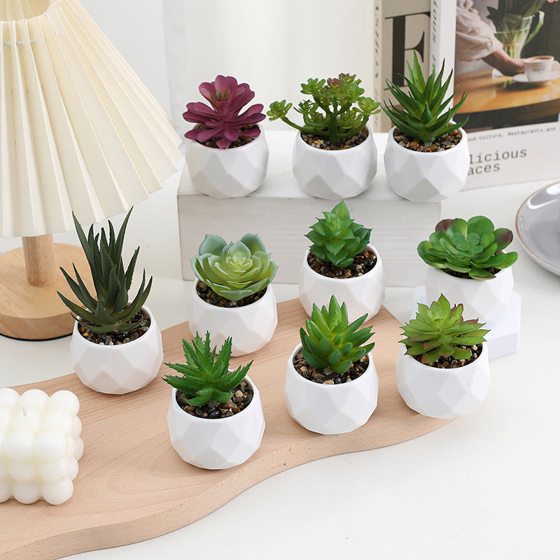 3 Pcs Mini Artificial Cerataceae in Ceramic Pots 3”