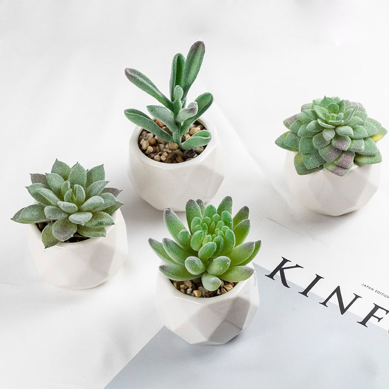 3 Pcs Mini Artificial Cerataceae in Ceramic Pots 3”