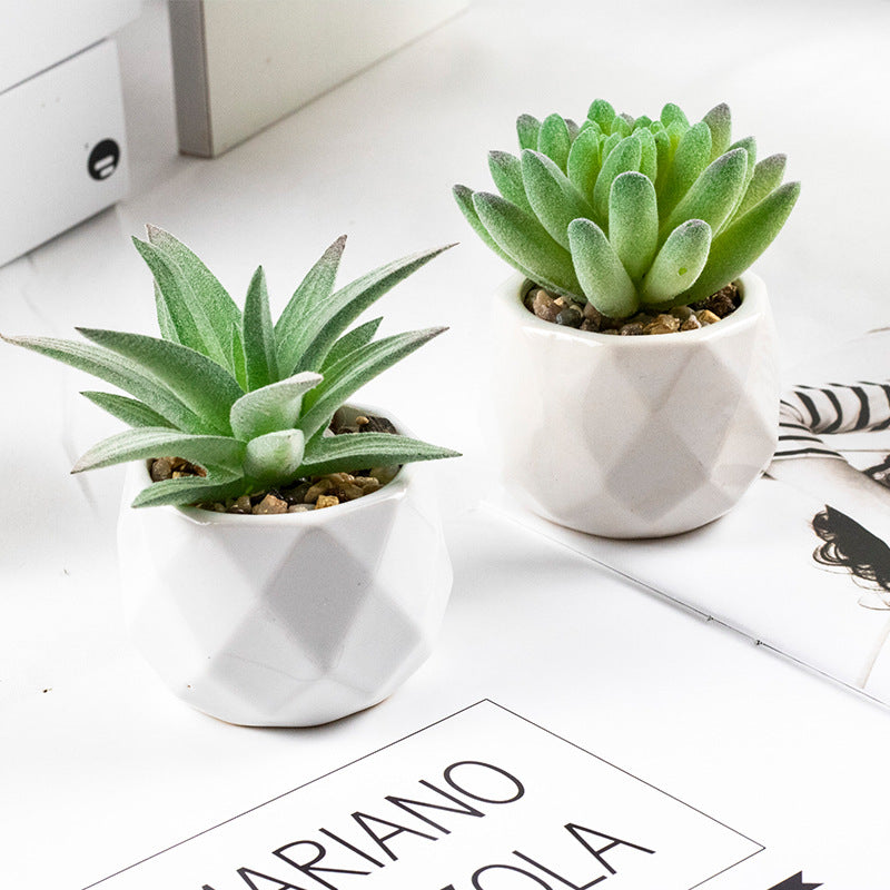 3 Pcs Mini Artificial Cerataceae in Ceramic Pots 3”