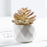 3 Pcs Mini Artificial Moon Lotus in Ceramic Pots 3”