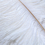 12 Pc Natural Plume Real Ostrich Feathers, DIY Centerpiece Fillers 24"-26" White